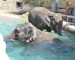 The zoo is home to an Indian elephant couple Madu and Rada and you can see them munching on foliage. The visitors can also feed the friendly giraffes 
